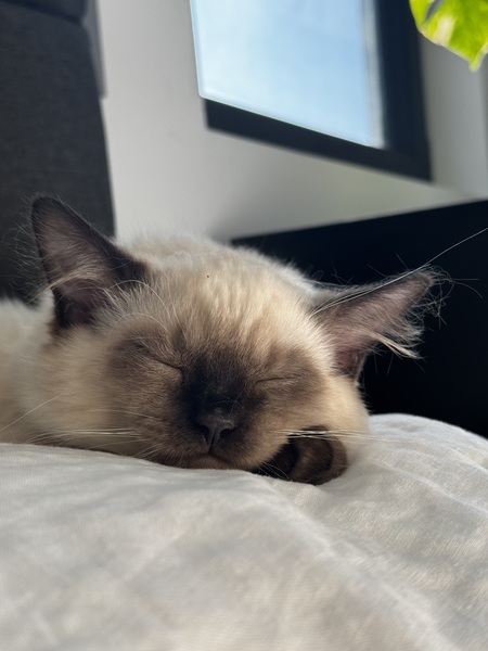 Entry image for Milo. Clicking this image will show a larger photo