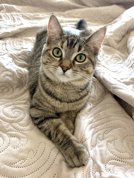 Entry image for Nellie. Clicking this image will show a larger photo