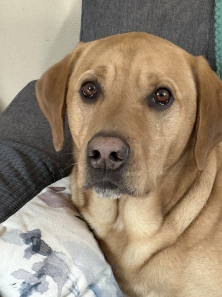 Entry image for Cooper. Clicking this image will show a larger photo