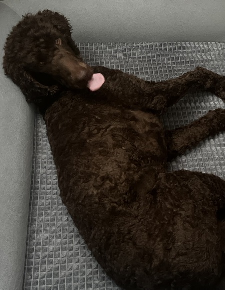 Entry image for Bear. Clicking this image will show a larger photo