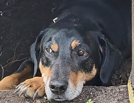 Entry image for Sam. Clicking this image will show a larger photo