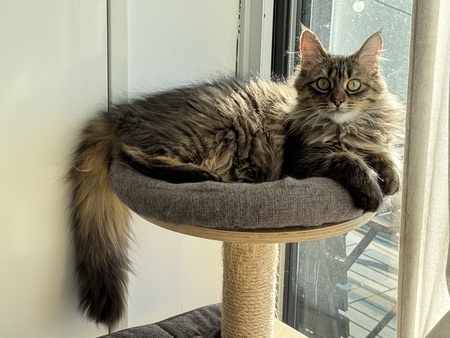 Entry image for Puff. Clicking this image will show a larger photo