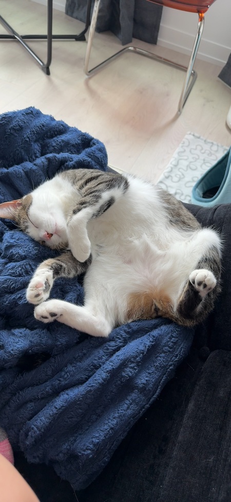 Entry image for Tofu. Clicking this image will show a larger photo