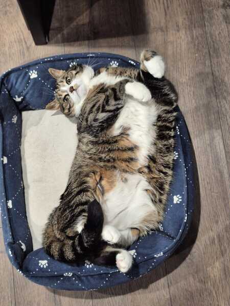 Entry image for Dexter. Clicking this image will show a larger photo