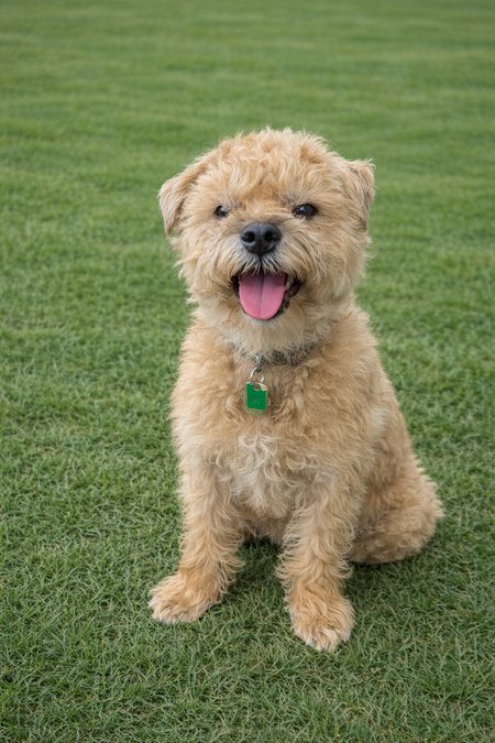 Entry image for Dodger. Clicking this image will show a larger photo