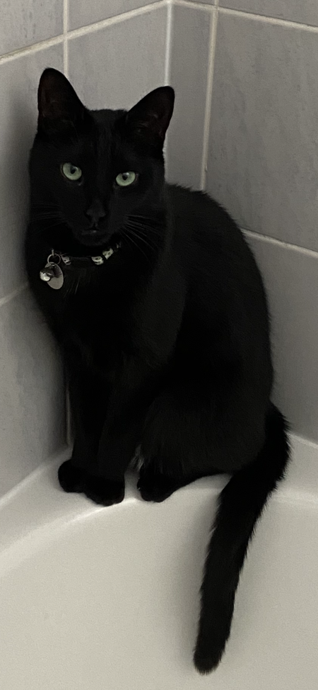 Entry image for Churro. Clicking this image will show a larger photo