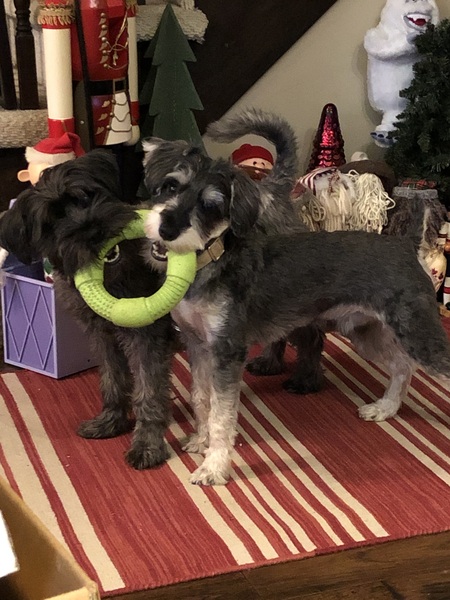 Entry image for Maggie and Odin. Clicking this image will show a larger photo