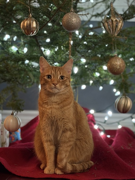 Entry image for Mango. Clicking this image will show a larger photo