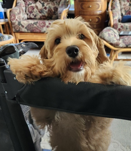 Entry image for Alfie. Clicking this image will show a larger photo