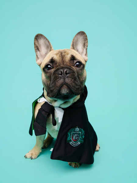 Entry image for Remus. Clicking this image will show a larger photo