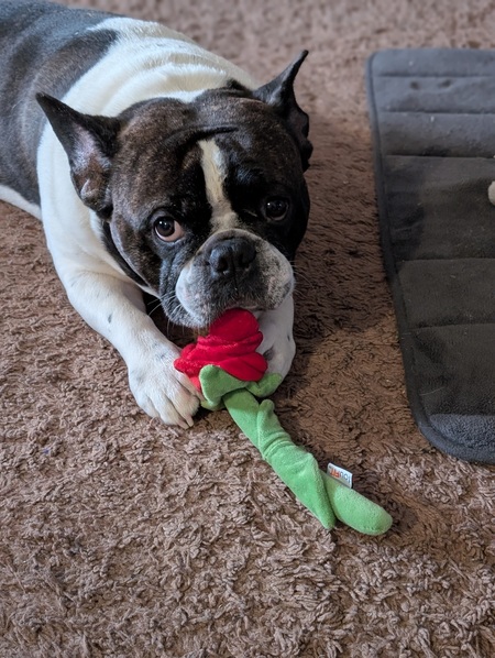 Entry image for Brooklyn . Clicking this image will show a larger photo