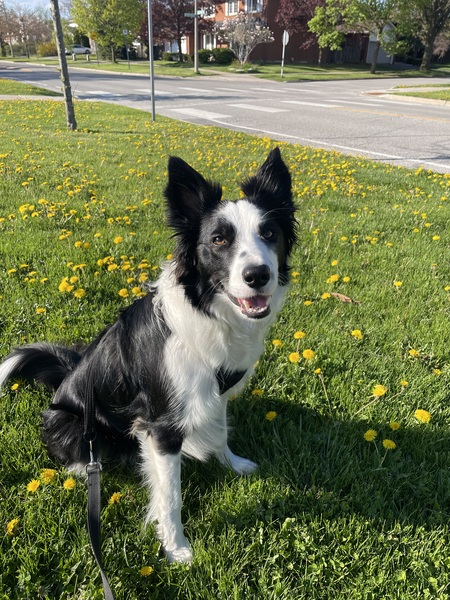 Entry image for Kenobi. Clicking this image will show a larger photo