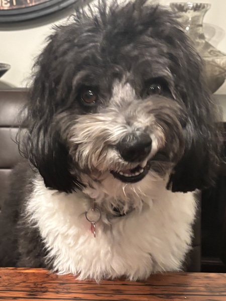 Entry image for Lulu. Clicking this image will show a larger photo