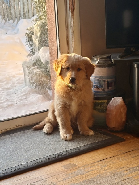 Entry image for Tucker. Clicking this image will show a larger photo