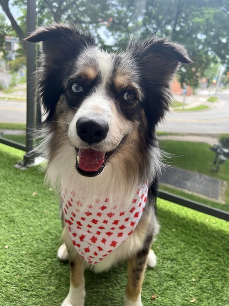 Entry image for Archie BooBoo Chicken. Clicking this image will show a larger photo