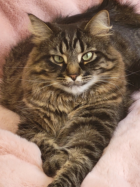 Entry image for Winston. Clicking this image will show a larger photo