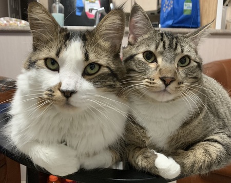 Entry image for Hamish and Braveheart. Clicking this image will show a larger photo