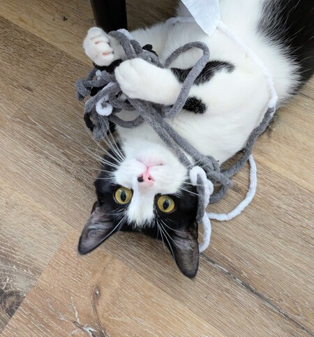 Entry image for Dante. Clicking this image will show a larger photo