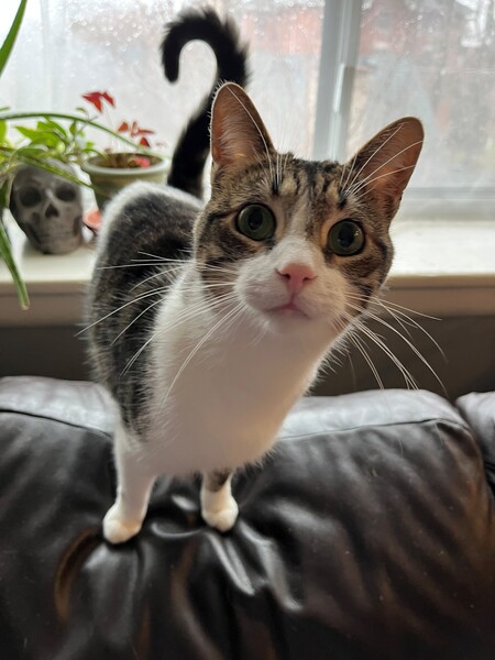 Entry image for Calum. Clicking this image will show a larger photo