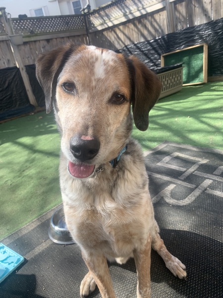 Entry image for Monty. Clicking this image will show a larger photo