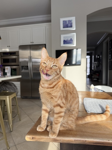 Entry image for Bo. Clicking this image will show a larger photo