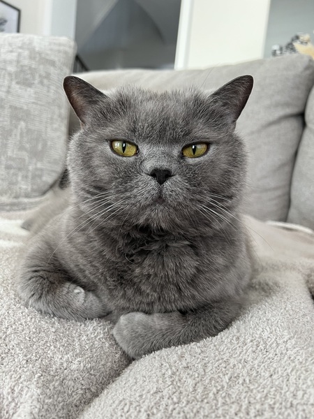 Entry image for Teddy. Clicking this image will show a larger photo