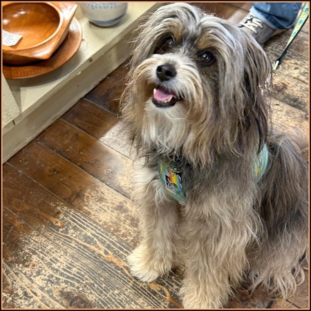 Entry image for Bella. Clicking this image will show a larger photo