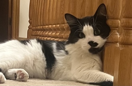 Entry image for Charlie. Clicking this image will show a larger photo