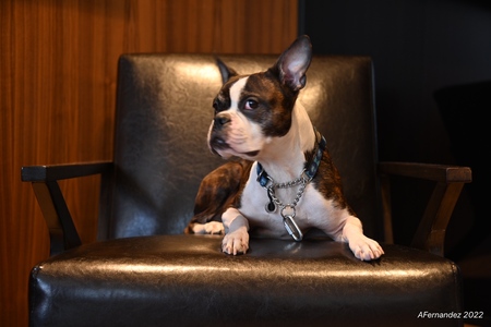 Entry image for Vinny. Clicking this image will show a larger photo