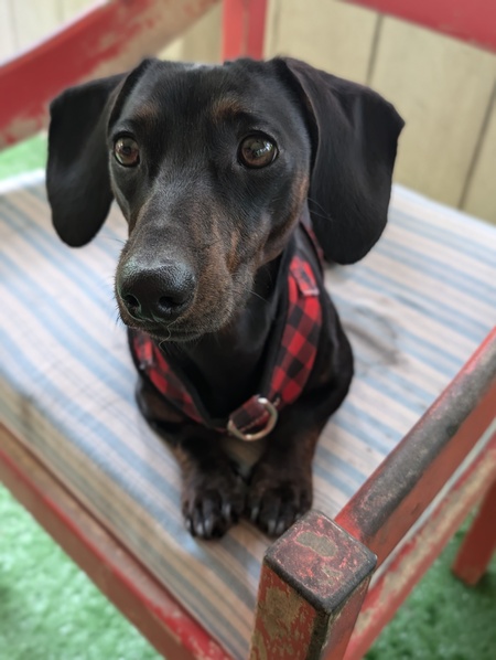 Entry image for Gordon. Clicking this image will show a larger photo