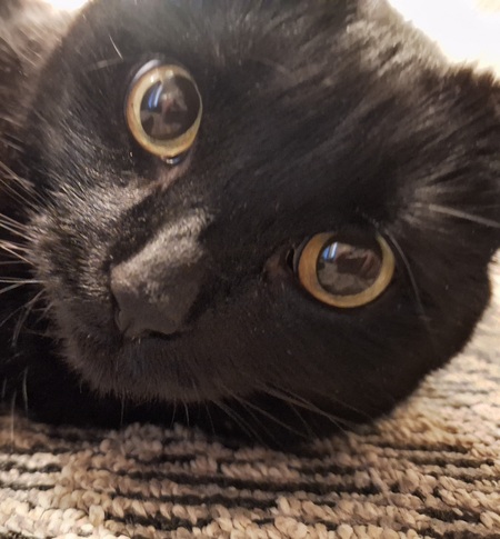 Entry image for Monster . Clicking this image will show a larger photo