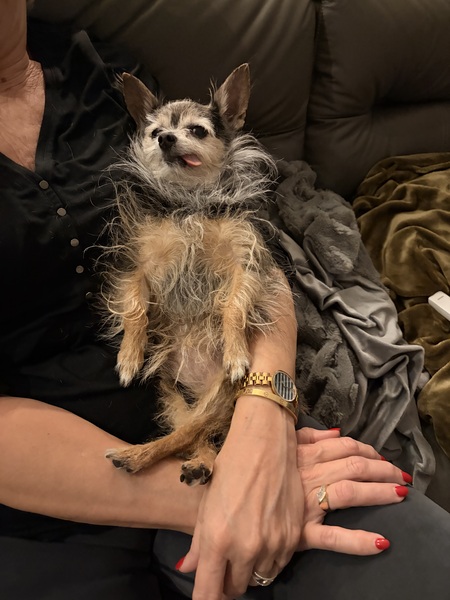 Entry image for Bella. Clicking this image will show a larger photo