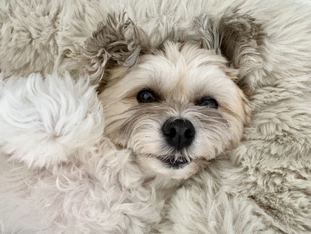 Entry image for Lucy. Clicking this image will show a larger photo
