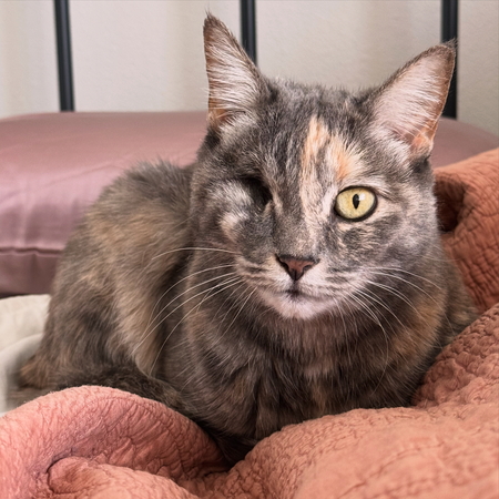 Minerva
