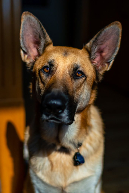 Eli, a really good boy!