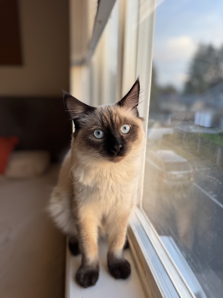 Ash
