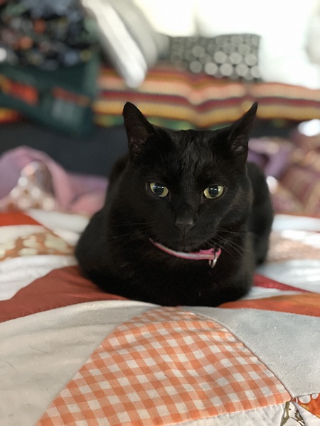 Nibbler
