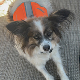 Entry image for Benji