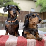 Entry image for Minnie & Max