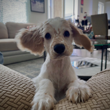 Entry image for Daisy
