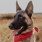 Entry image for Frisco