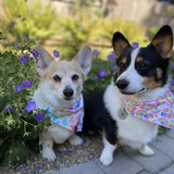 Entry image for Callie and Marshall