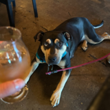 Entry image for Marla Pooch