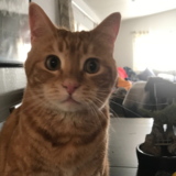 Entry image for Punkin Dugan