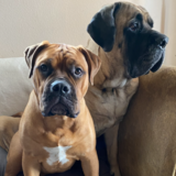 Entry image for Stella Blue and Izzy