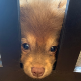 Entry image for Bear