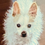 Entry image for Teddy