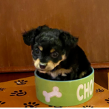 Entry image for Mochi