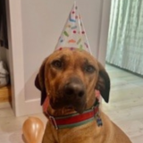 Entry image for Hank