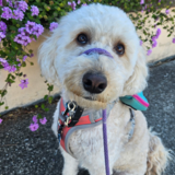 Entry image for Millie